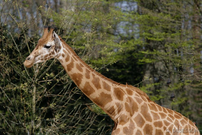 Girafe01.JPG - Girafe